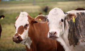 30 ha. en San Cipriano